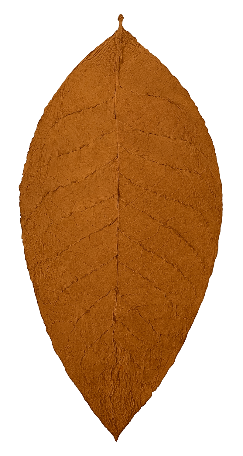 hand of African Tribu binder tobacco