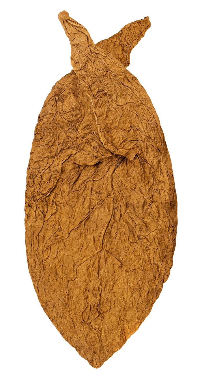 hand of A.S.P. Propietary Seed Seco filler-seco tobacco