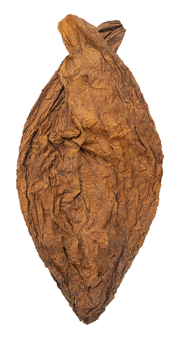 hand of Dominican Piloto Cubano Seco filler-seco tobacco