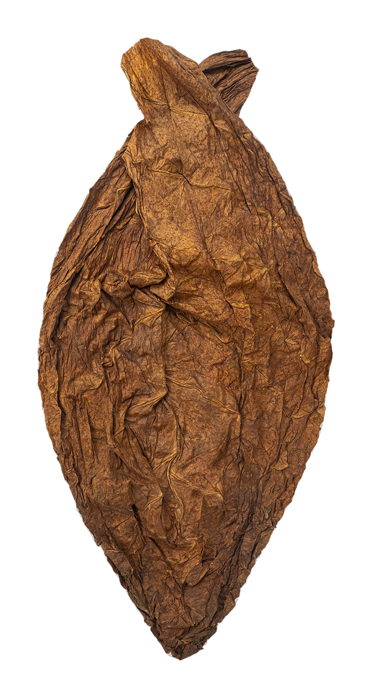 hand of Dominican Piloto Cubano Viso filler-viso tobacco