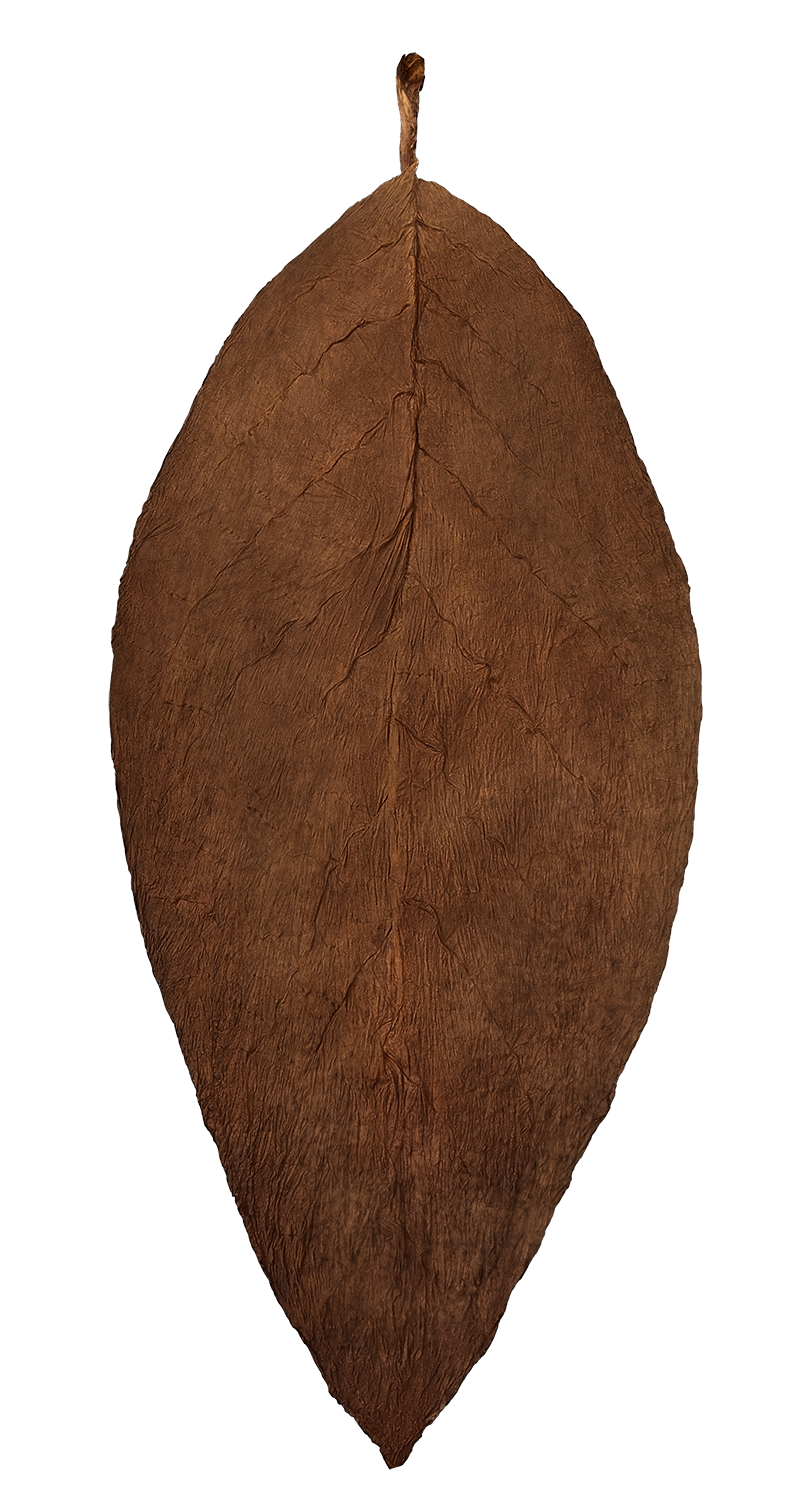 hand of Jalapa Valley Criollo 98  wrapper tobacco
