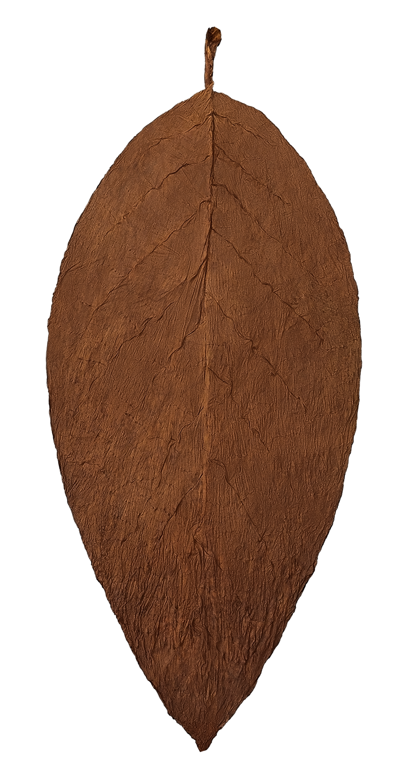 hand of Heirloom U.S.A. Connecticut Broadleaf wrapper tobacco