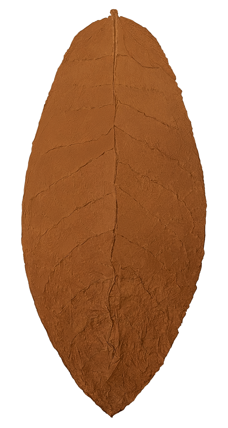hand of Dominican Olor binder tobacco