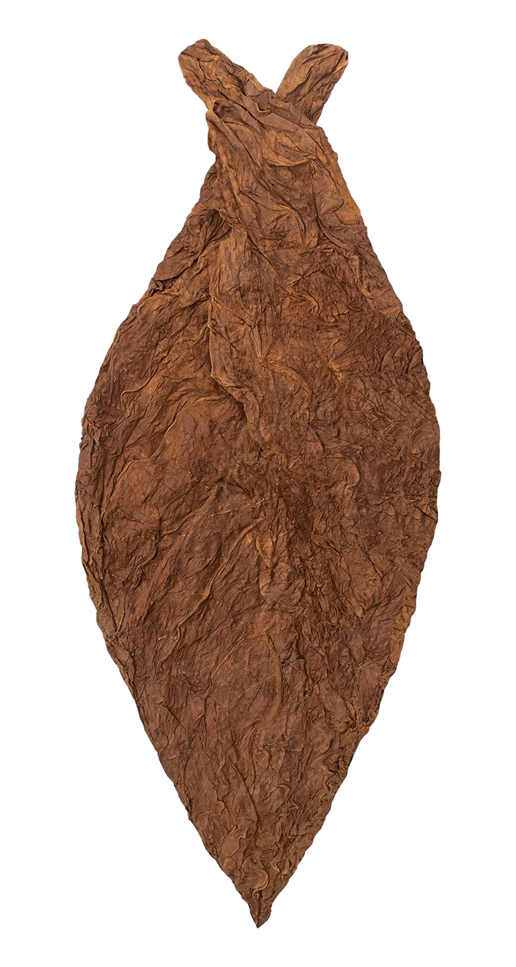 hand of Heirloom U.S.A. Connecticut Broadleaf Ligero filler-ligero tobacco