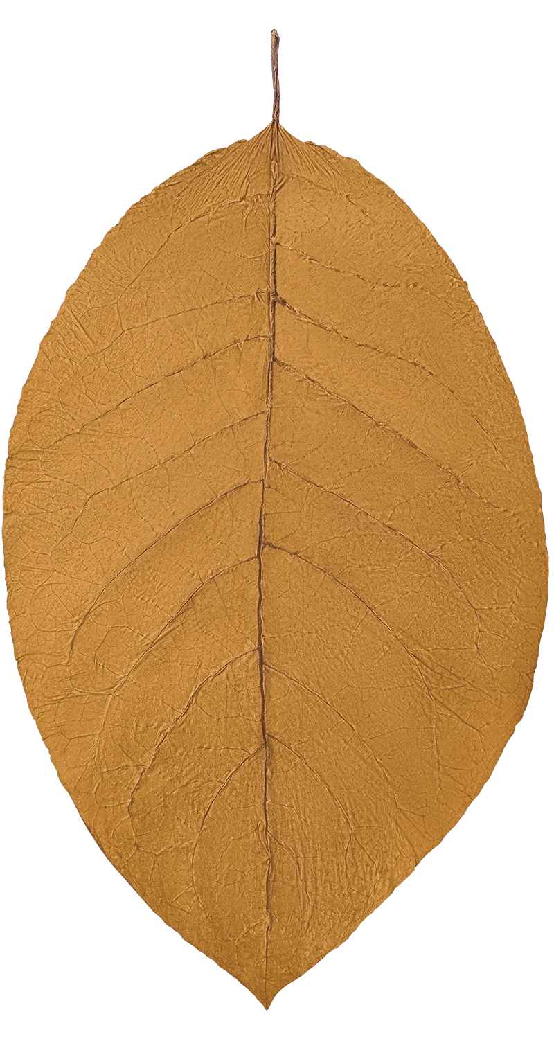 hand of Ecuador Connecticut LB wrapper tobacco