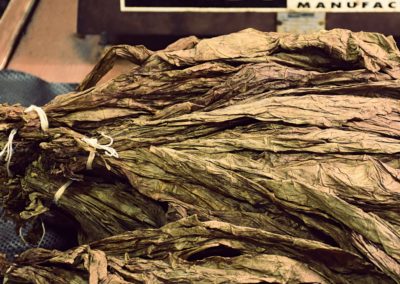 Tobacco Leaves in Bunches