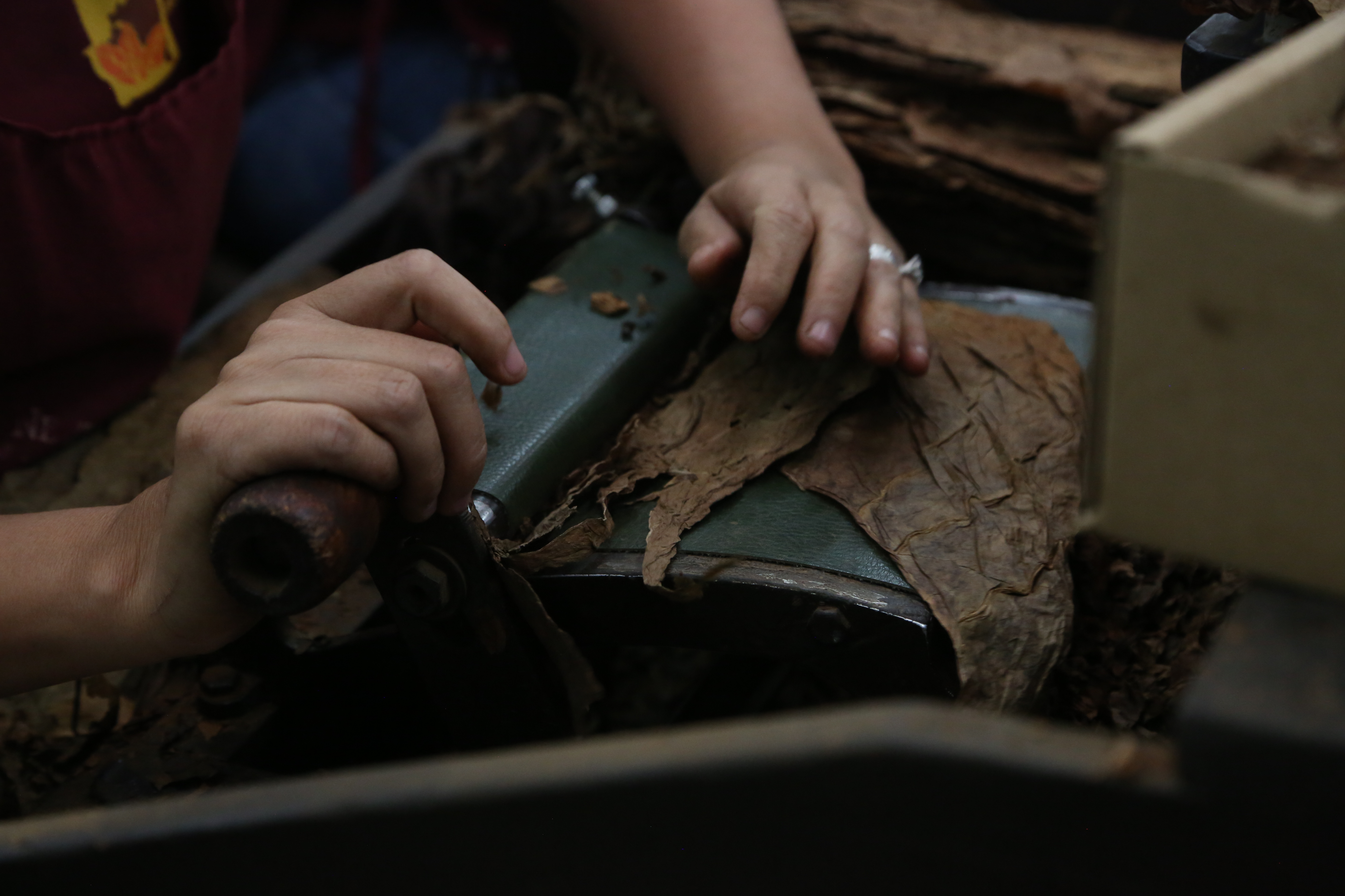 Hands Rolling Tobacco Leaves Into Cigars