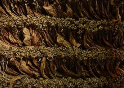 Tobacco Leaves Bundled
