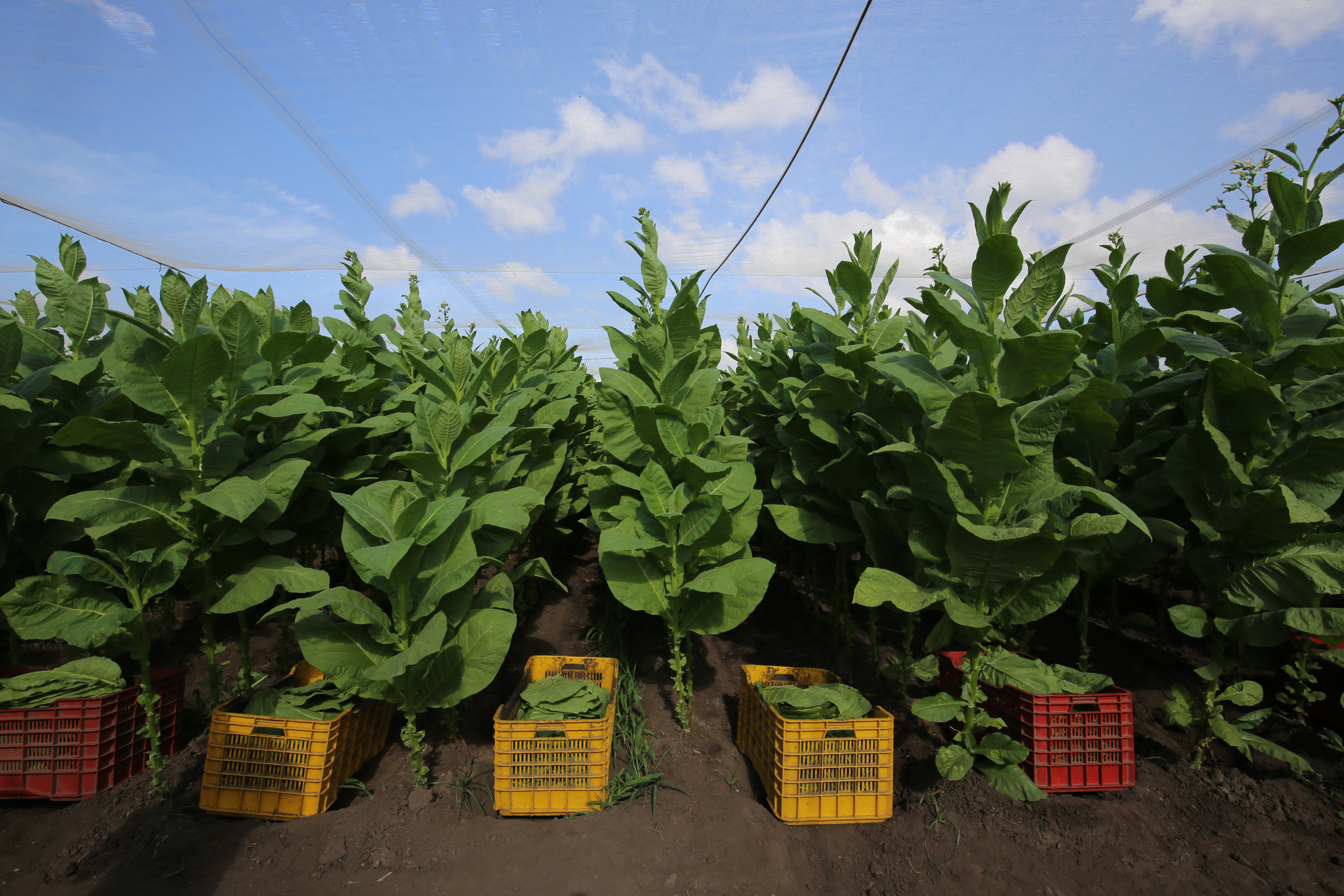 Tobacco Plants in Rows Nicaragua