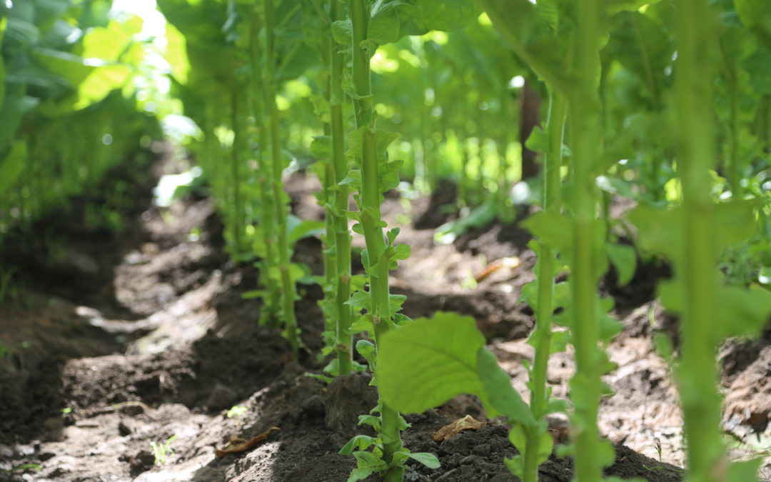 Tobacco Plant Stems with Tobacco Leaves Removed