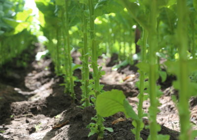 Tobacco Plant Stems with Tobacco Leaves Removed