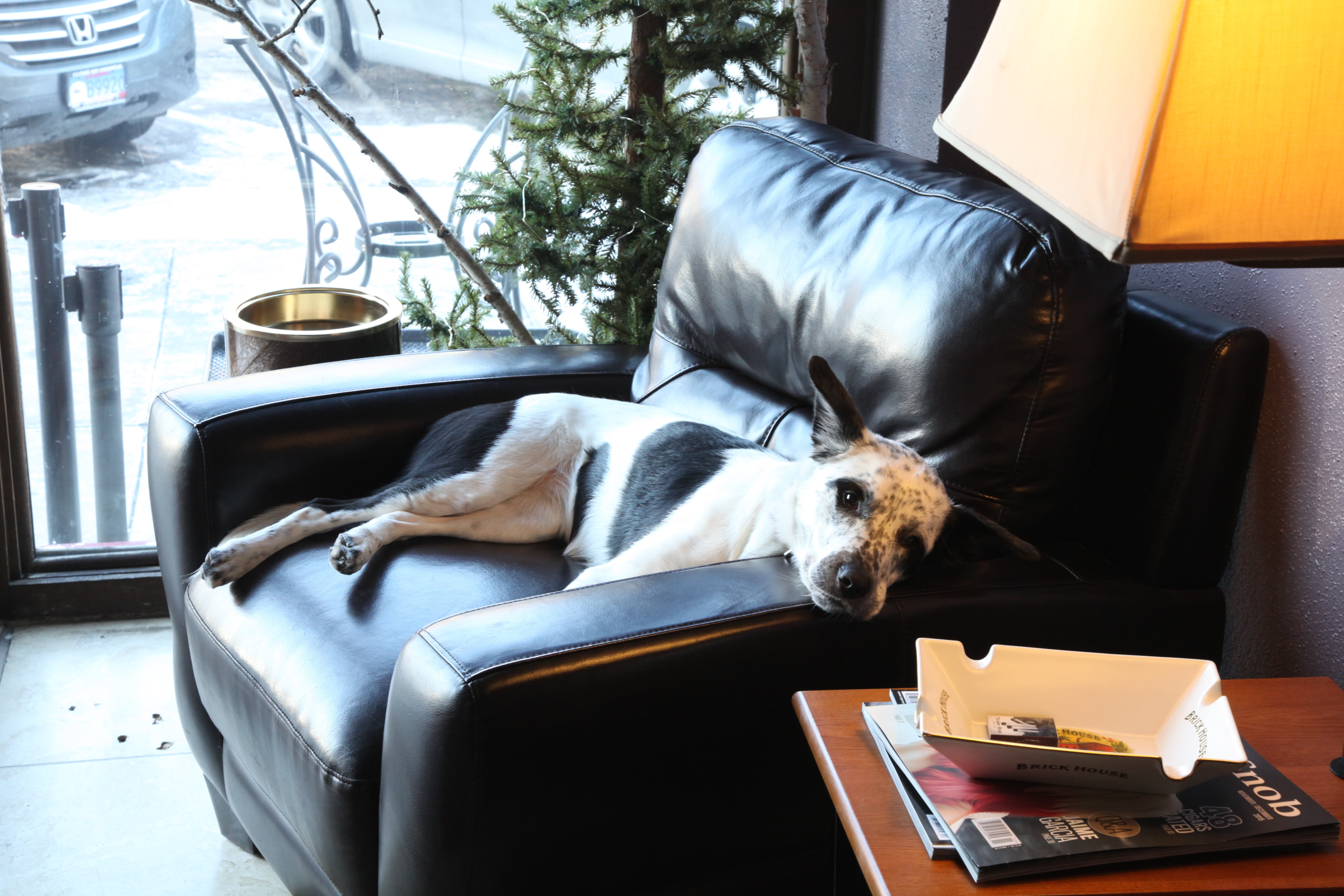 frisker the dog at cigar bar rapid city tinder box 420