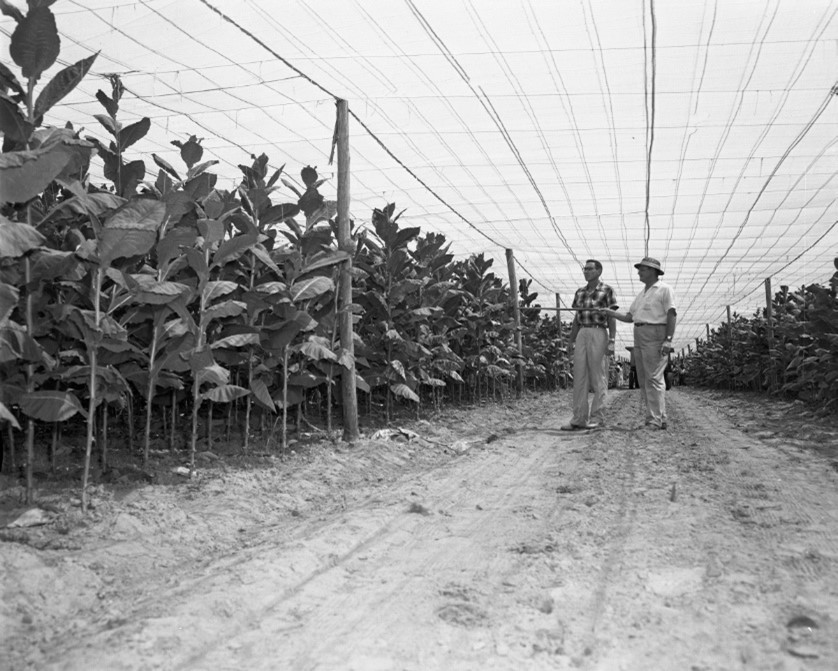 florida tobacco 2 florida tobacco