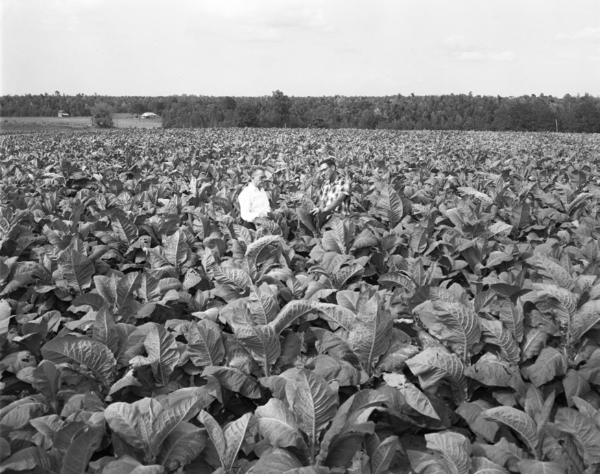 florida tobacco1 florida tobacco