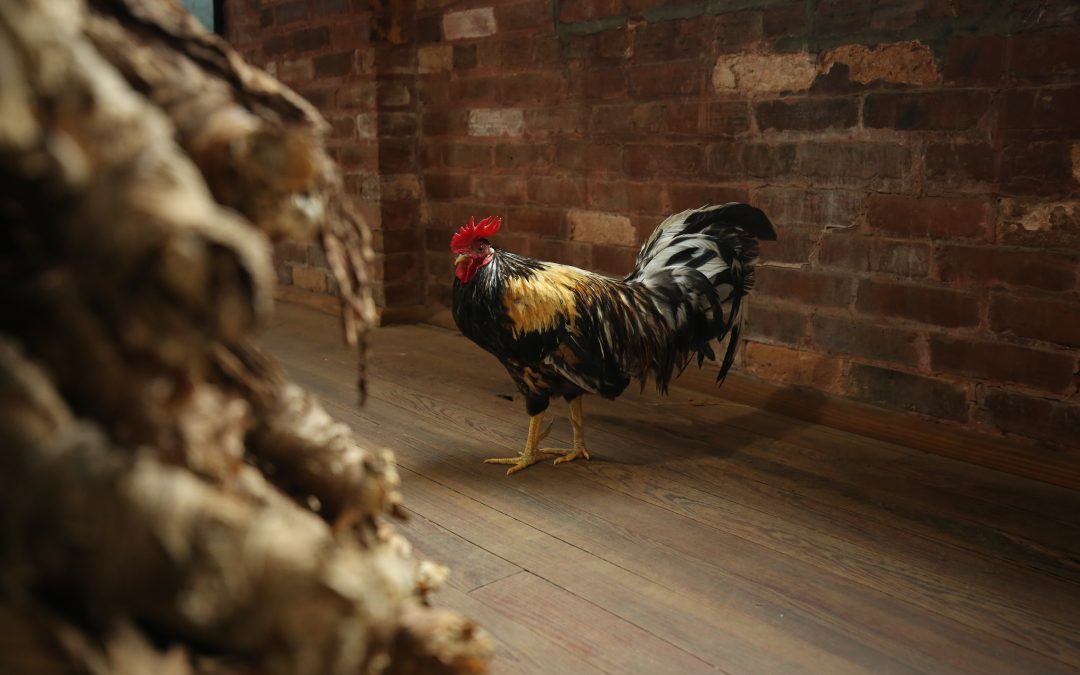 chicken in cigar factory by tobacco bale