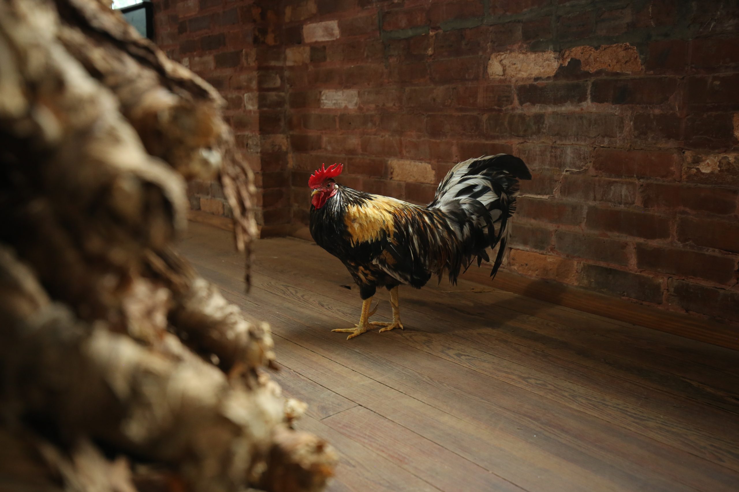 6Z6A9287 chicken in cigar factory by tobacco bale