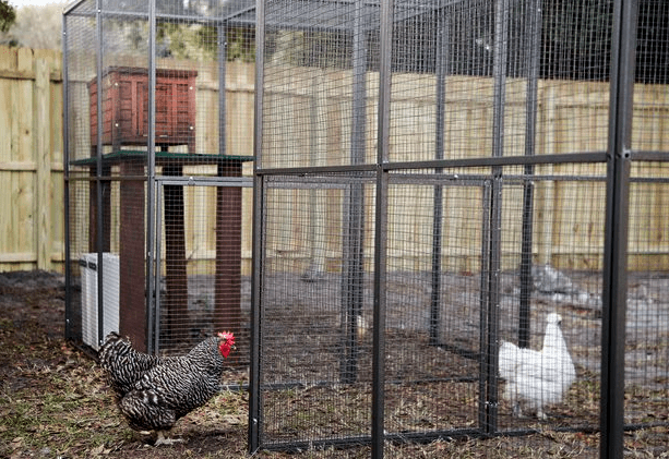 ybor chickens in pens